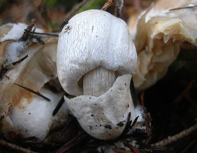 Prima  dell�era  glaciale